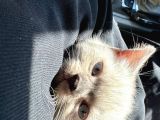 British Shorthair Chocolate Point
