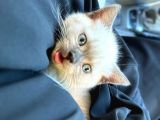British Shorthair Chocolate Point