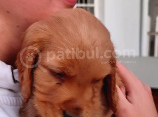 American Cocker Yavrularımız görsel