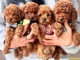Red Brown Safkan Toy Poodle Bebekleri̇mi̇z