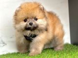 Ayi Surat Pomeranian