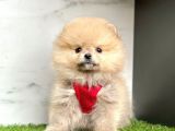 Ayi Surat Pomeranian