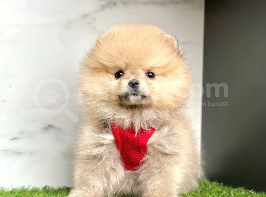 Ayi Surat Pomeranian görsel
