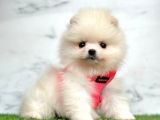 Ayi surat pomeranian