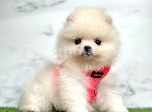 Ayi Surat Pomeranian