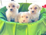 Ev Doğumu Maltipoo Bebekler