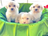 ev doğumu maltipoo bebekler
