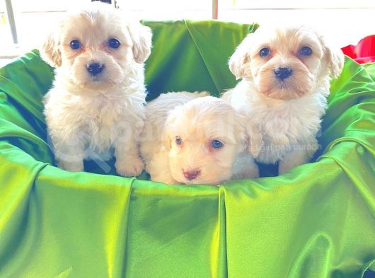 Ev Doğumu Maltipoo Bebekler