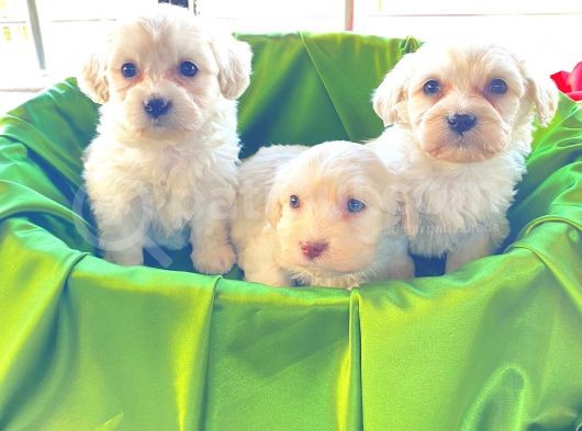 Ev Doğumu Maltipoo Bebekler görsel