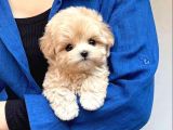 A Kali̇te Malti̇poo