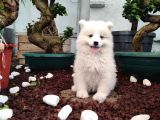 AYİ YAVRUSU SAMOYED A KALİTE IRK
