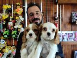 MUHTEŞEM CAVALİER KİNG CHARLES YAVRULAR