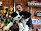 DUNYANİN EN ZEKİ IRKI BORDER COLLIE