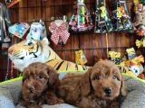 A Scr Muhteşem Toy Poodle  Yavrularimiz