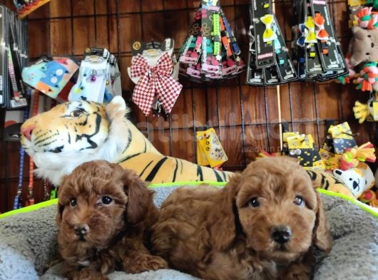 A Scr Muhteşem Toy Poodle  Yavrularimiz görsel