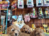 A Scr Muhteşem Toy Poodle  Yavrularimiz