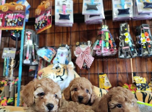 A Scr Muhteşem Toy Poodle  Yavrularimiz görsel