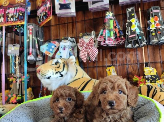 A Scr Muhteşem Toy Poodle  Yavrularimiz görsel