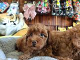 A Scr Muhteşem Toy Poodle  Yavrularimiz
