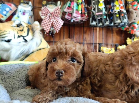 A Scr Muhteşem Toy Poodle  Yavrularimiz görsel