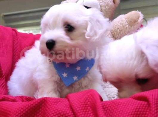 Bembeyaz Maltese Terri̇er 0 Numara görsel