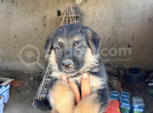 Muhteşem Alman Kurdu A Kali̇te Yavrularimiz görsel