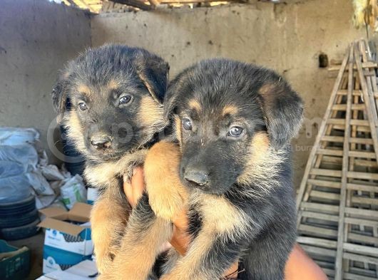 Muhteşem Alman Kurdu A Kali̇te Yavrularimiz görsel