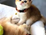 A Kalite Safkan Bri̇ti̇sh Shorthai̇r Golden  Yavrular