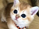 A kalite SAFKAN BRİTİSH SHORTHAİR GOLDEN  yavrular