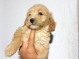 Poodle Tadında Mini Red Maltipo Bebeğim