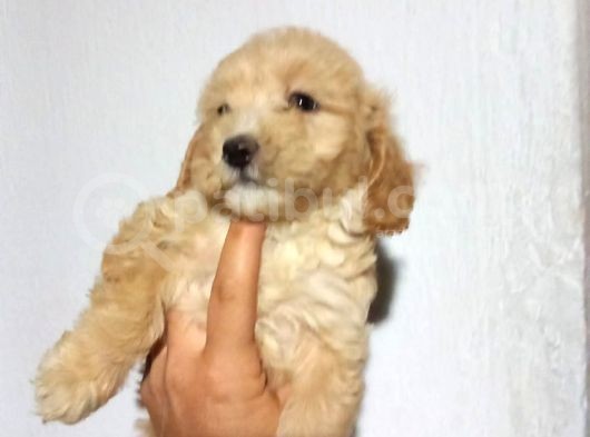Poodle Tadında Mini Red Maltipo Bebeğim