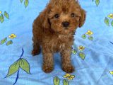 Mini Boy Toy Poodle Oğlumuz
