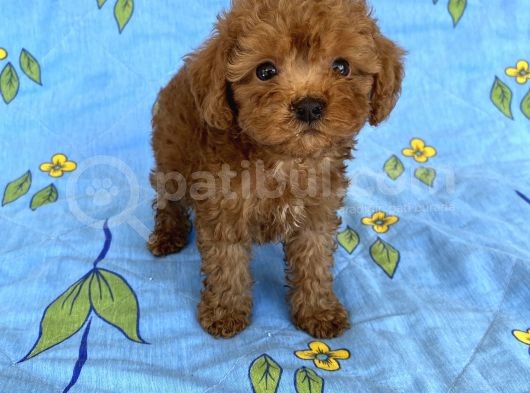 Mini Boy Toy Poodle Oğlumuz görsel