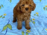 Mini Boy Toy Poodle Oğlumuz