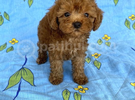 Mini Boy Toy Poodle Oğlumuz görsel
