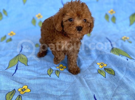 Mini Boy Toy Poodle Oğlumuz görsel
