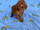 Mini Boy Toy Poodle Oğlumuz