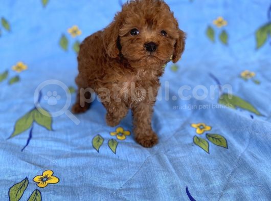 Mini Boy Toy Poodle Oğlumuz görsel