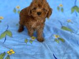 Mini Boy Toy Poodle Oğlumuz