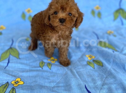Mini Boy Toy Poodle Oğlumuz görsel