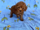 Mini Boy Toy Poodle Oğlumuz