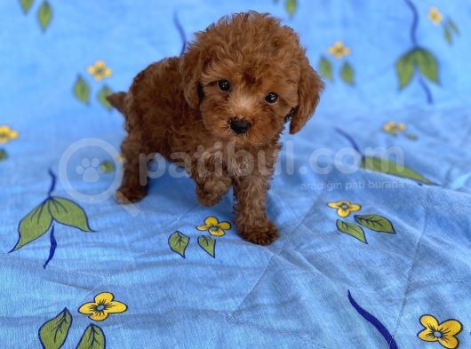 Mini Boy Toy Poodle Oğlumuz görsel