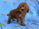 Mini Boy Toy Poodle Oğlumuz