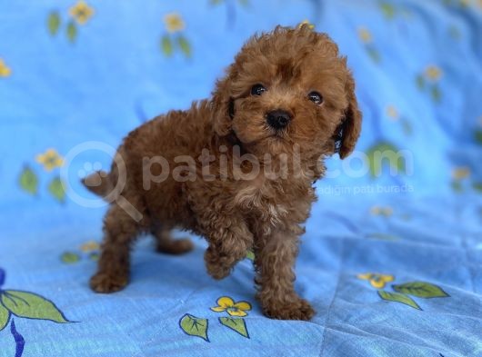 Mini Boy Toy Poodle Oğlumuz görsel