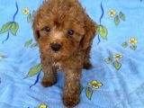 Mini Boy Toy Poodle Oğlumuz