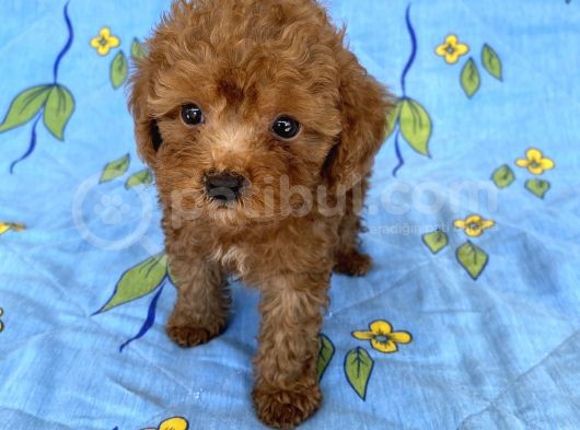 Mini Boy Toy Poodle Oğlumuz görsel