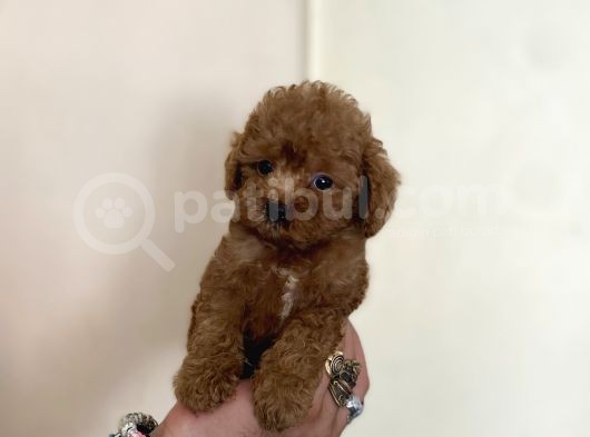 0 Numara Erkek Red Toy Poodle Oğlumuz görsel