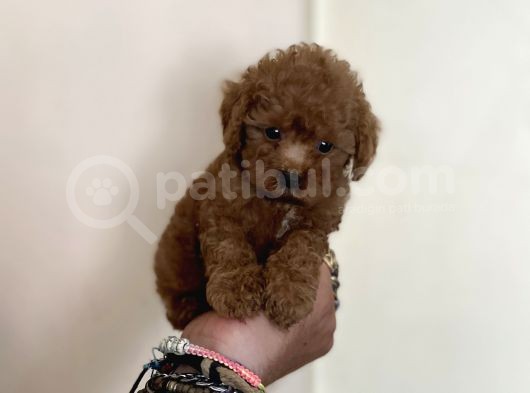 0 Numara Erkek Red Toy Poodle Oğlumuz görsel