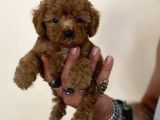 0 Numara Erkek Red Toy Poodle Oğlumuz