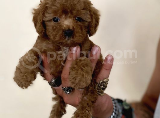 0 Numara Erkek Red Toy Poodle Oğlumuz görsel